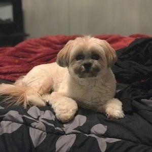 Meet your Posher, Osciana